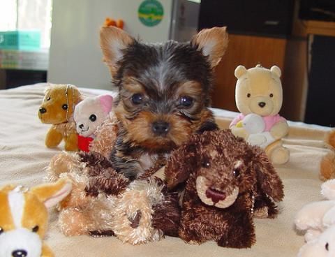 camada yorkshire terrier