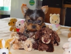 camada yorkshire terrier - mejor precio | unprecio.es