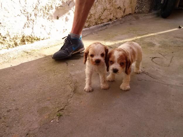 Cockers Americanos de pura raza 190€