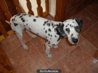 DALMATA DE 5 MESES DE EDAD - mejor precio | unprecio.es