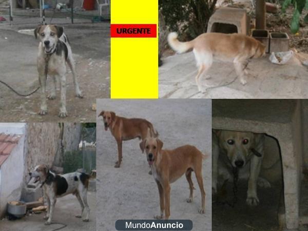 PERROS en malisimas condiciones AYUDA URGENTE