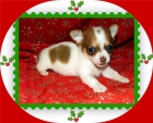 preciosos cachorros chihuahua - mejor precio | unprecio.es