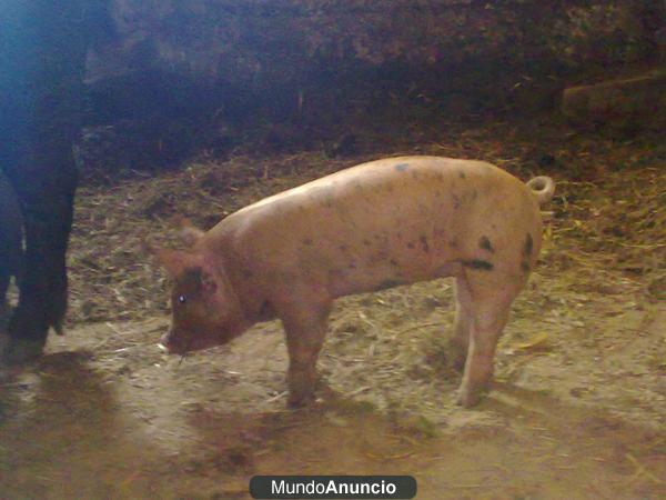 6 GORRINES PARA VENDER