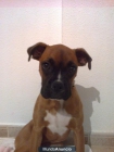 cachorro de boxer disponible - mejor precio | unprecio.es