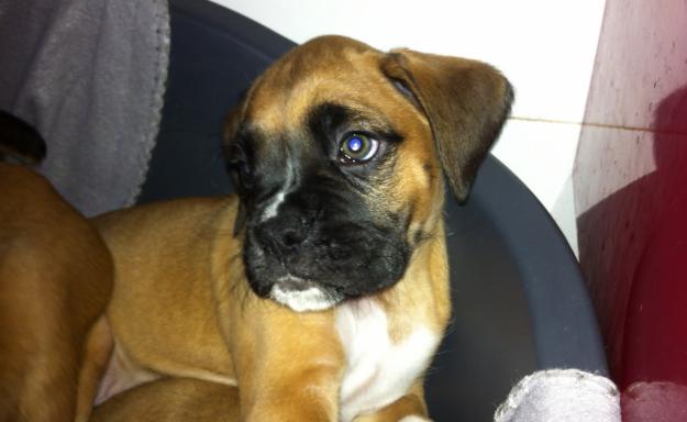 CAMADA DE BOXER 21.10.11