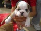 CAMADA DE BULLDOG INGLES - mejor precio | unprecio.es
