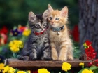 regalo gatitos de todos los colores 60 26 31 986 - mejor precio | unprecio.es