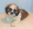 SHIH TZU 350 c/u - mejor precio | unprecio.es