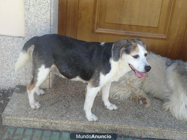 URGENTE! PERRITA ENCONTRADA ABANDONADA