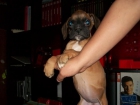 VENDO BOXER A 250 EUROS CON PEDIGREE - mejor precio | unprecio.es