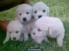VENDO GOLDENS RETRIEVERS 200€ - mejor precio | unprecio.es
