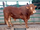 Vendo toro Limousin en Alonsotegi ( Bizkaia) - mejor precio | unprecio.es