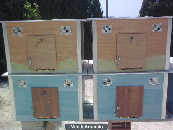 Venta palomos deportivos
