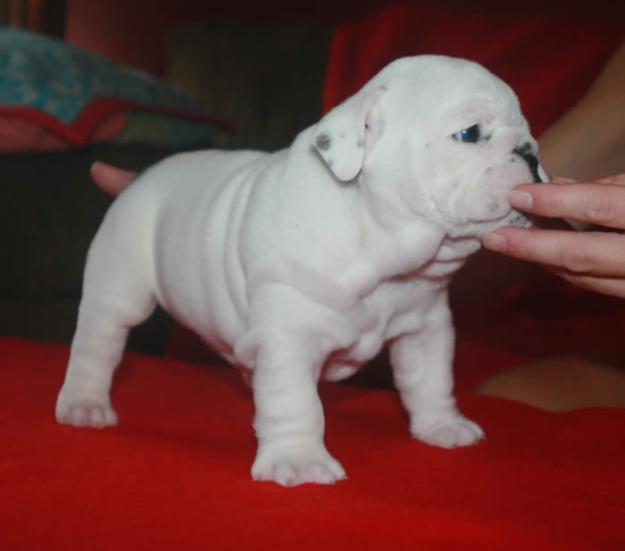 Wow! buscando un cachorro bulldog? por favor vea este