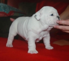 Wow! buscando un cachorro bulldog? por favor vea este - mejor precio | unprecio.es