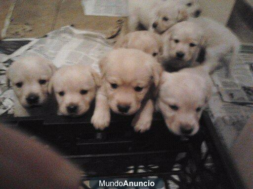 A HERMOSOS CACHORROS DE LABRADOR PUROS