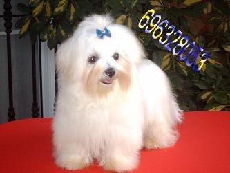 bichon maltes