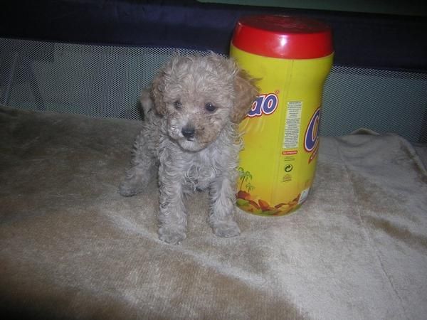 cachorrita de caniche toy