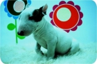 cACHORRITOS DE bULLTERRIER - mejor precio | unprecio.es