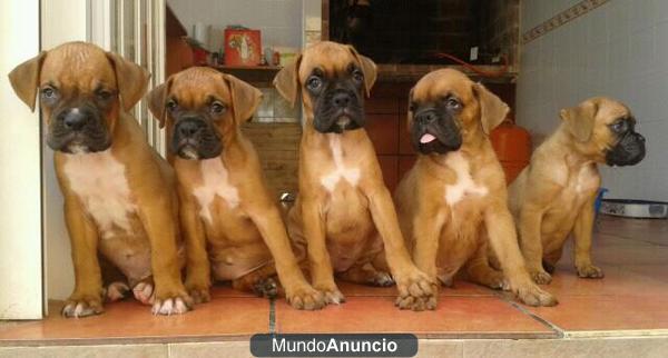 cachorro boxer