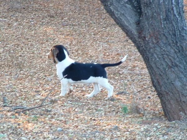 Cachorros con todo incluido 500 euros