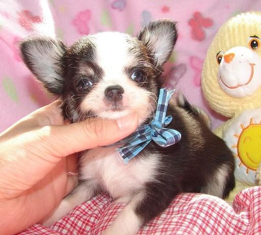 chihuahua cachorros