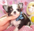 chihuahua cachorros - mejor precio | unprecio.es