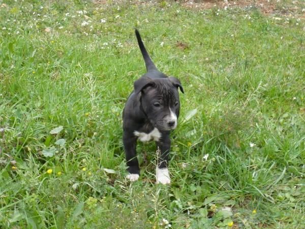 Preciosa perrita Pit Bull