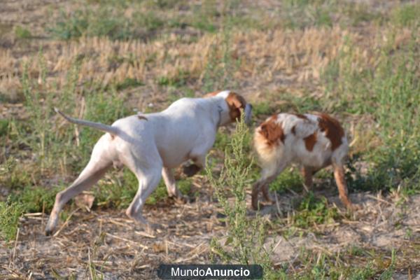 Se venden cachorros de Pointer