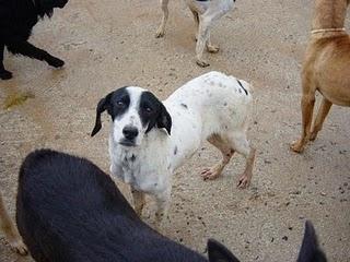 Abilio y Noor: hermanitos graciosisimos buscan hogar (Córdoba)