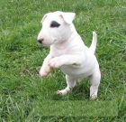 Adopcion de cachorro hembra bullterrier - mejor precio | unprecio.es