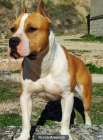 AMErican stanford-C R I A D E R O S T A N H E R R I Z - mejor precio | unprecio.es