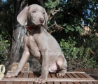 BRACO DE WEIMAR. WEIMARANER - mejor precio | unprecio.es