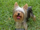 BUSCO MACHO YORKSHIRE TERRIER \"ENANO\" DE UN 1 KILO Y MEDIO O MENOS PARA MONTA - mejor precio | unprecio.es