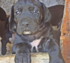 Cachorros gran daneses o dogo aleman - mejor precio | unprecio.es