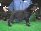 camada de labradores - mejor precio | unprecio.es
