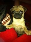 carlino de 5 meses 300€ - mejor precio | unprecio.es