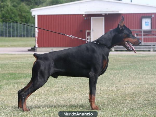 Excelentes cachorros de doberman