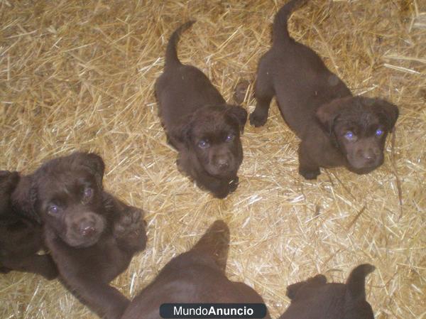 Labradores chocolate retriever