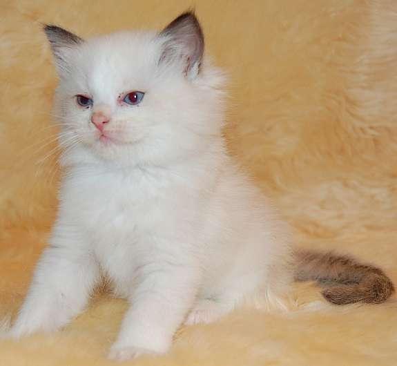 Masculino y Femenino gatitos Ragdoll para adopción.