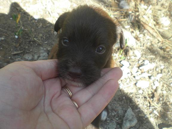 NENA, preciosa cachorrita busca hogar