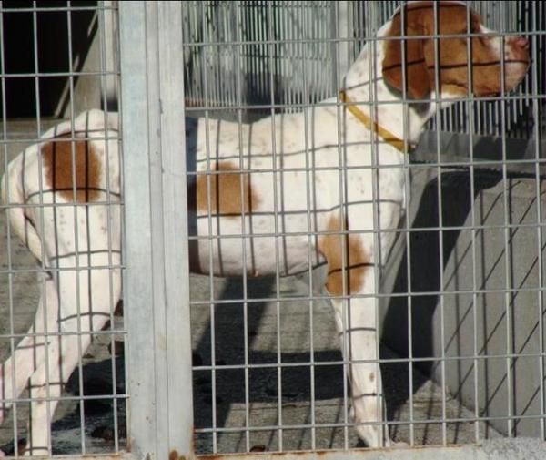 perra busca perro urgente