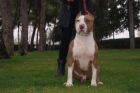 PIT BULL AMERICANO - mejor precio | unprecio.es