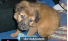 regalo Bonitas cachorritas de dos meses - mejor precio | unprecio.es