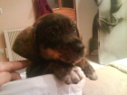 REGALO CACHORROS - mejor precio | unprecio.es