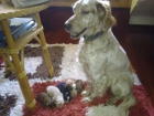 Regalo cachorros, hijos de Setter Ingles Santiago de Compostela - mejor precio | unprecio.es