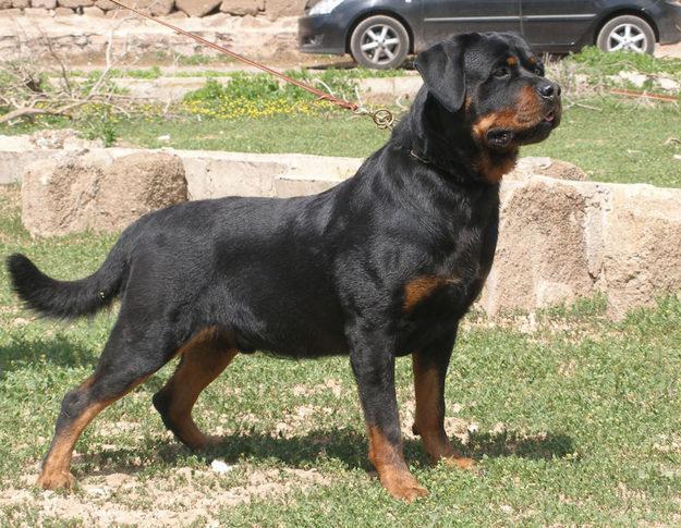 ROTTWEILER MALE WON SHOWS FOR SALE .LINEBLOOD ADRK.