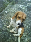 SE VENDE PERRO DE RAZA BEAGLE BARATO - mejor precio | unprecio.es