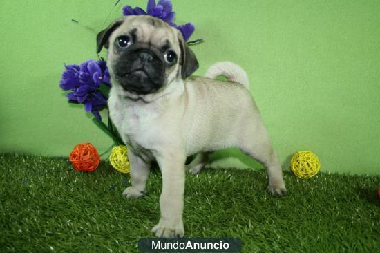 Carlino los mejores ¡ Preciosos !