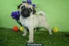 Carlino los mejores ¡ Preciosos ! - mejor precio | unprecio.es
